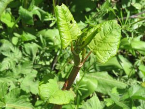 Its easy to identify Japanese knotweed with its large, shield-shaped leaves.