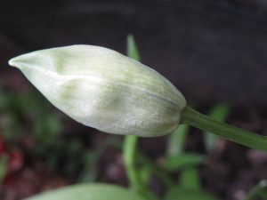 Wild garlic flower buds can be found in early to mid spring