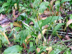 Wild garlic leaves and seeds in late May