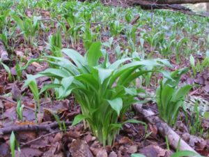 Wild garlic leaves pop up on late winter, and growing through into the late spring