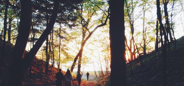 People walking in woods