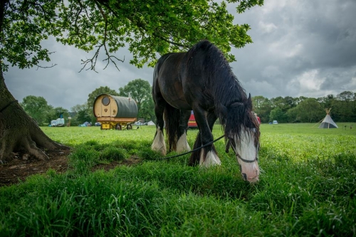 Horse in field by tree, wagon 